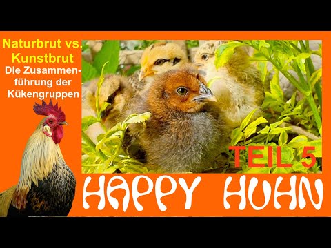 E189 Naturbrut vs. Kunstbrut Teil 5: Die Zusammenführung der Küken / Namen für Hühner - HAPPY HUHN