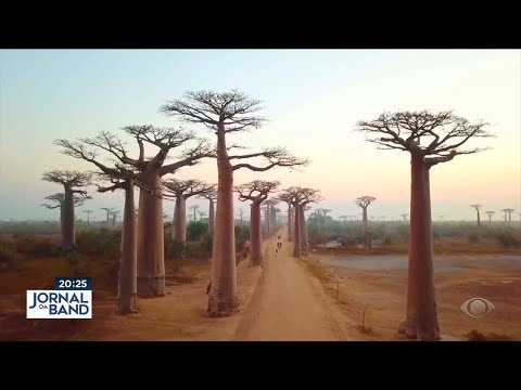 Conheça o Baobá, árvore que veio da África para o Brasil
