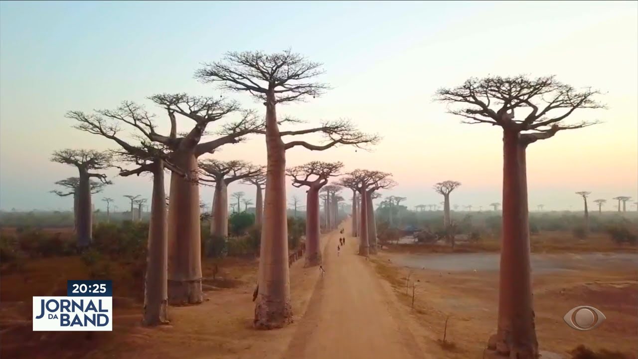 Conheça o Baobá, árvore que veio da África para o Brasil