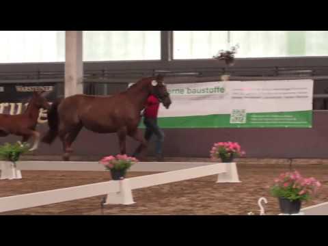 Stute von First Selection