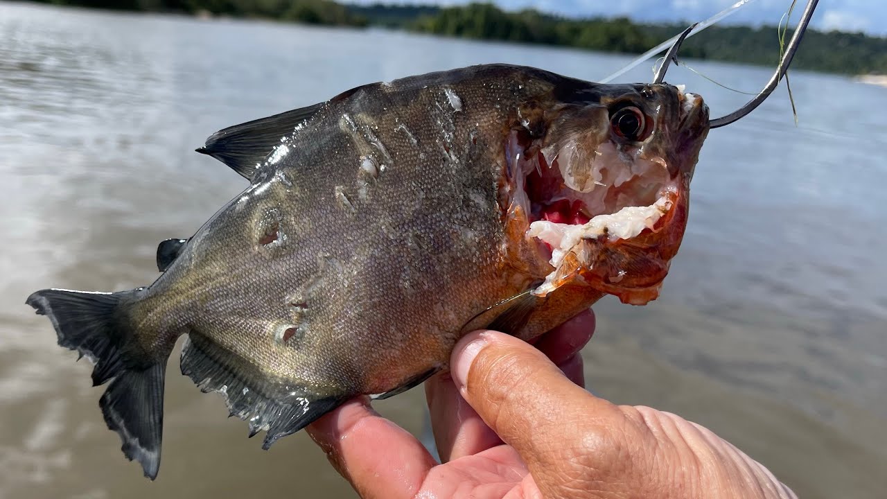 O PEIXE DESTRUIU A ISCA EM POUCOS SEGUNDOS - PESCARIA