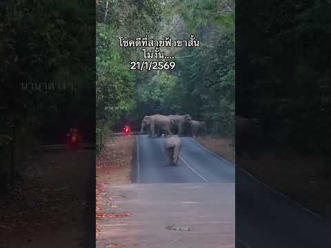 หาเรื่องแท้ #ช้างเขาใหญ่