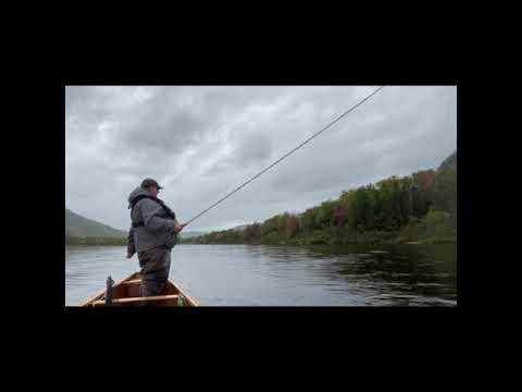 Atlantic salmon dry fly take & no-touch release
