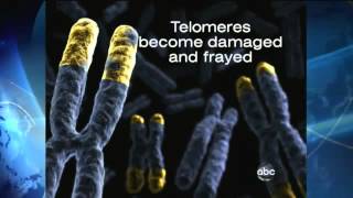 Scientists Find Rodent Fountain of Youth