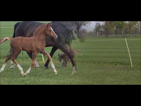 "Nabeau vom Moorstein" Pony-HF von Neverland WE