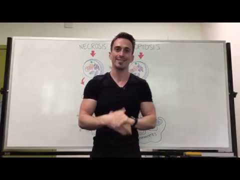 Necrosis vs. Apoptosis