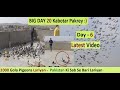 Pakistani 1000 Gola Pigeons Lariyan Pakistan Ki Sab Se Bari Lariyan Day 6