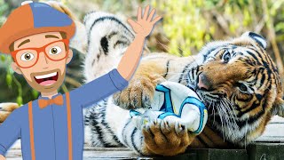 ZOO SONG | Educational Songs For Kids