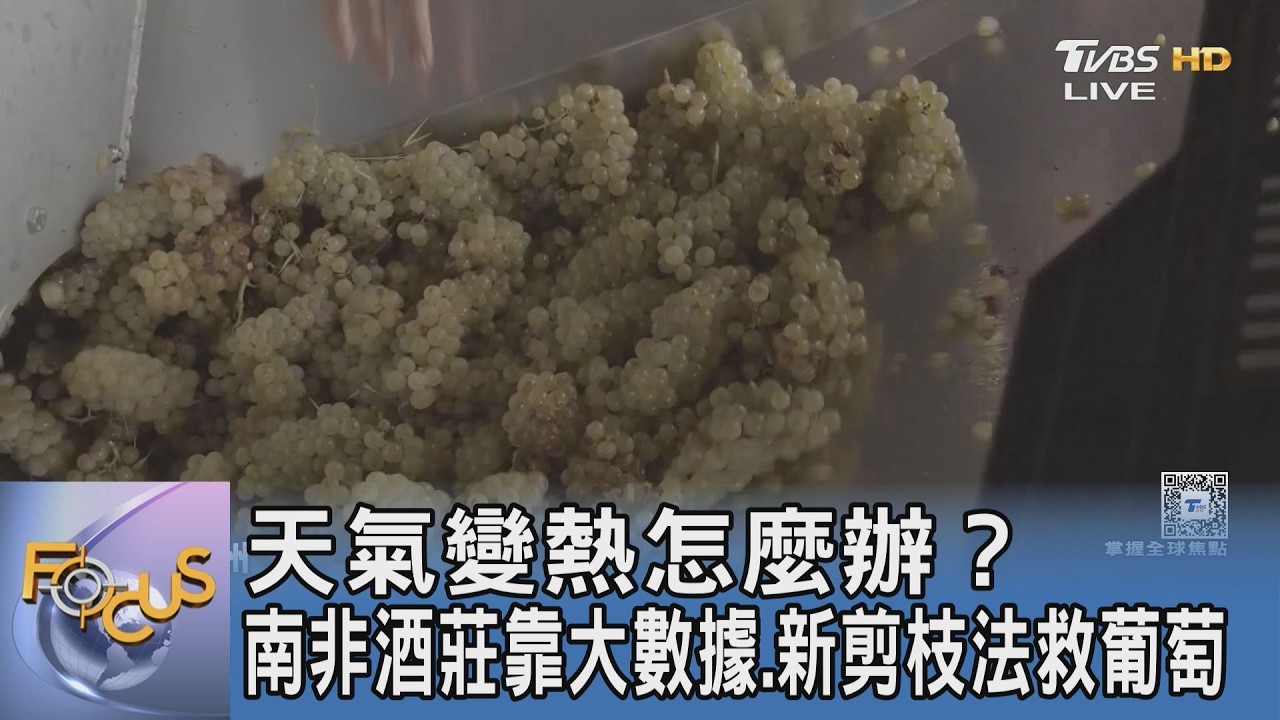 天氣變熱怎麼辦?南非酒莊靠大數據、新剪枝法救葡萄