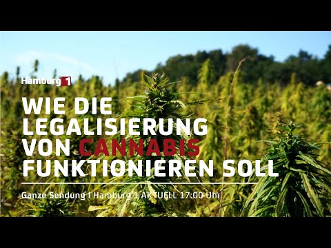 Wie die Legalisierung von Cannabis funktionieren soll | Hamburg 1 Aktuell vom 14.06.2022