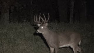 Spotting Deer Whitetail Bucks 2013 Pennsylvania