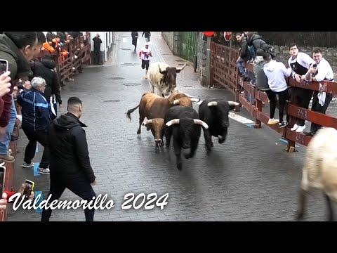 Valdemorillo 2024 Encierro y Capea con Toros Bravos