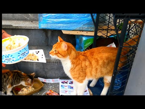 Everyday with Love: Feeding Stray Cats on My Route to Work