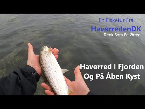 Havørred I Fjorden Og På Åben Kyst