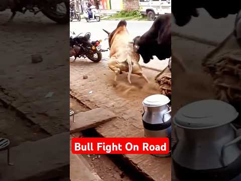 "Epic BullFight"#onroad#BullFight#VillageLife#RuralTraditions
