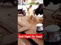 Epic BullFight Onroad BullFight VillageLife RuralTraditions