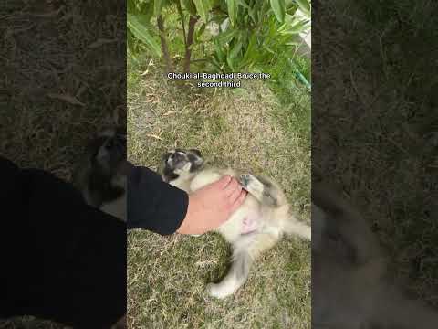 New baby doggy Wolfie son of Chooqy Al Baghdady Bruce the Third. #doglover #dog
