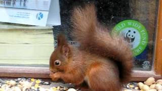 preview picture of video 'Red Squirrel Eating Nuts'