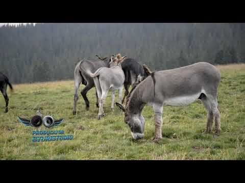 Dorel Savu  & Jiana lui Ghita Ciobanul