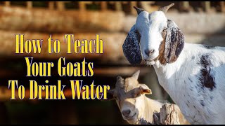 How to teach your Goats to drink a lot of water