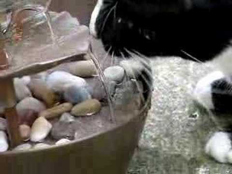 glenny jugando con su fuente