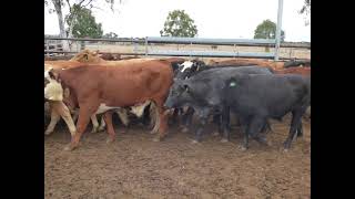 EU Composite Steers - Durong