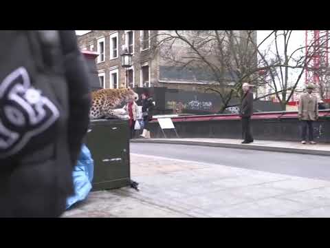 Leopard scare prank