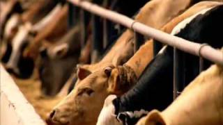 Pfizer - Draxxin Launch - Barbed Wire TV