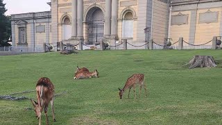 【車載ドライブ配信】夕方の奈良県内とその近隣