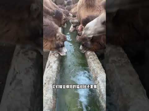 穿越沙漠前主人都要给骆驼嘴里灌盐#科普#涨知识#骆驼#沙漠