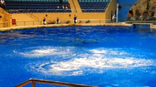 Video : China : The dolphin show at the Beijing Aquarium - video