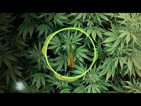 Futurcrew - Bad boy Zamal thème