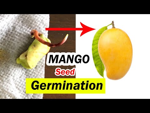 How to grow mango tree from seed | Mango Seed germination