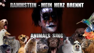 Rammstein - Mein Herz Brennt (Animal Cover)