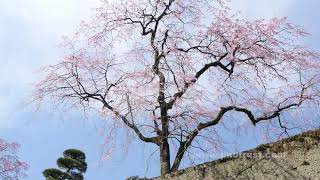 春の妙義神社