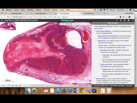 Histologia -  Sistema reprodutor Feminino