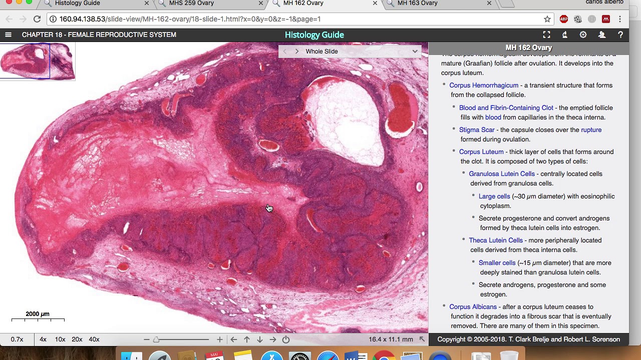 Histologia -  Sistema reprodutor Feminino