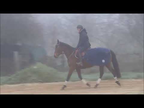 Feeling Sun – Jument AQPS – Née en 2015 – Env.1m58 – Par Sri Putra & Quick Sun (Video Rock)