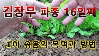 [텃밭농부. 1,237]  김장무 1차 솎음의 목적과 방법 #김장무 재배