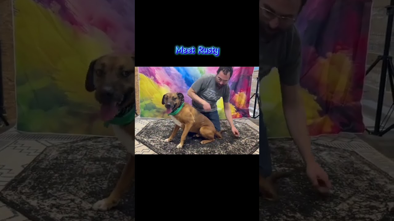 Rusty, a Adoptable Black Mouth Cur in Plain City, OH video 6/6