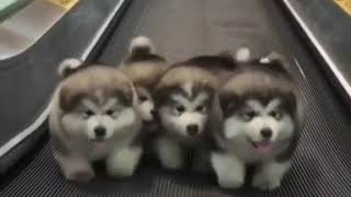 4 puppies walking to Bee Gees - Stayin&#39; Alive