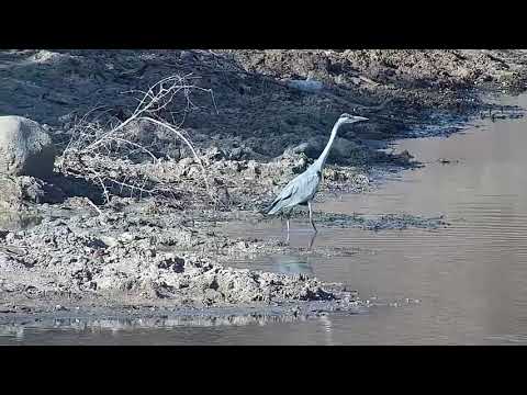 Djuma: Grey Heron and Egyptian Goose - 16:02 - 08/31/21