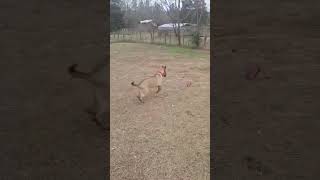 Video preview image #1 Retriever -Unknown Mix Puppy For Sale in Woodbury, NY, USA