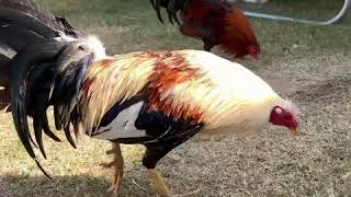 Download lagu Sweater Hatch Spar mp3