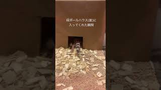 レオパの小さい事だけど感動の瞬間🥹　#お家が来るまで　#爬虫類