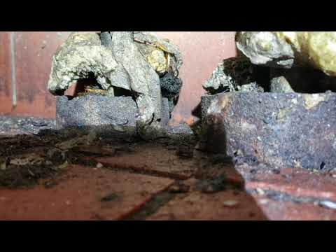 Worn Out Insulation and Cockroaches in...