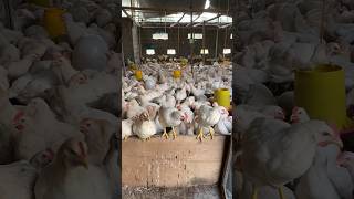 Download lagu Ayam Pejantan Umur 63 hari Siap Panen mp3
