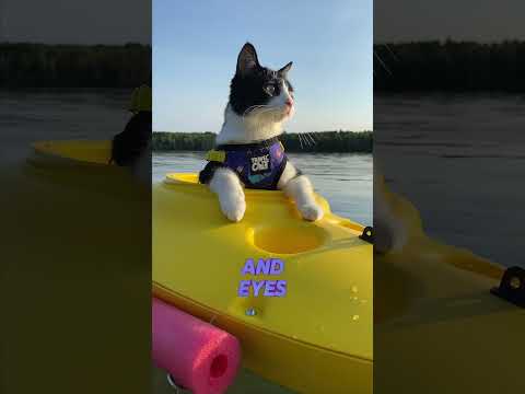 Fitz-shanty with Captain Fitz. Marshal Riley on the vocals ♥️ #catshorts #seashanty #wellerman