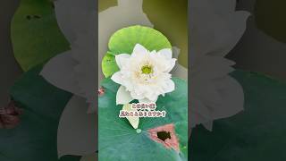 ハノイ近郊で行ける、圧倒的に広大で幻想的な蓮スポットをご紹介🌿✨