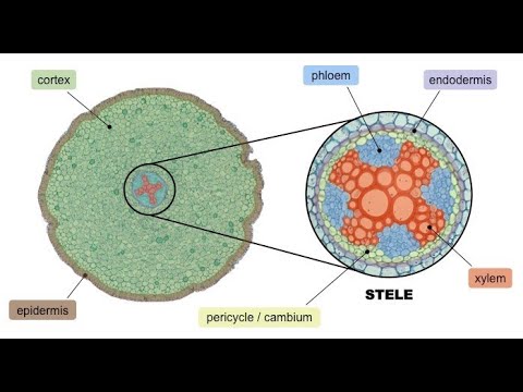 The 2nd Stele of the Three Steles of Seth | Yah's Feminine Wisdom of the Earth